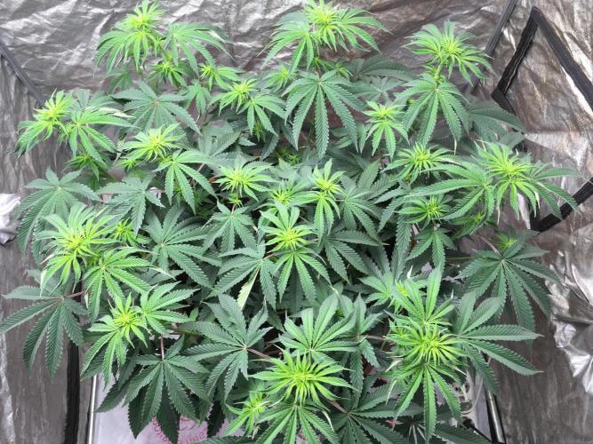 The Tropical Ice Cream One  F026. Week 9