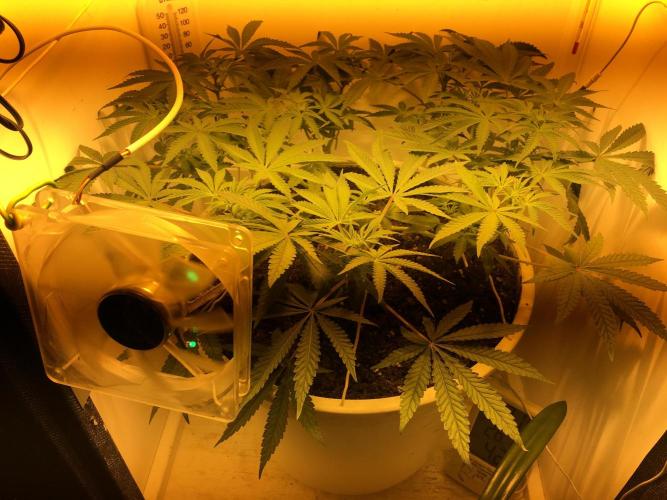 The Gassy One F027. Week 9