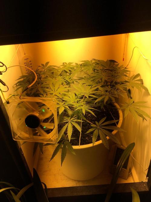 The Gassy One F027. Week 9
