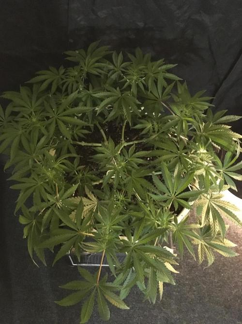 The Gassy One F027. Week 9