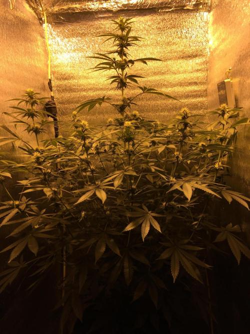 The Tropical Ice Cream One  F026. Week 9 - #2