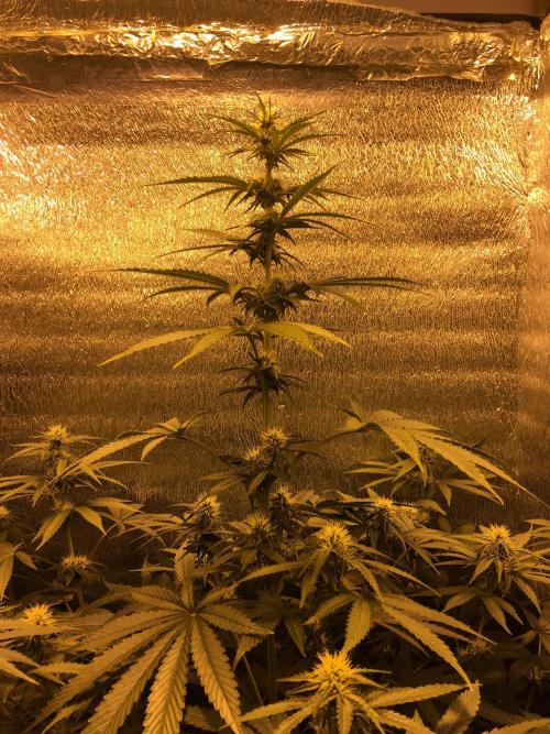 The Tropical Ice Cream One  F026. Week 9