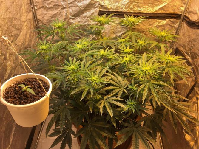 The Tropical Ice Cream One  F026. Week 9