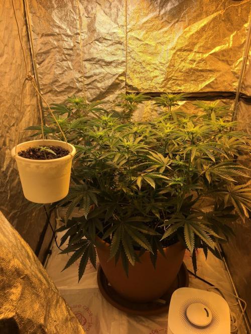 The Tropical Ice Cream One  F026. Week 9