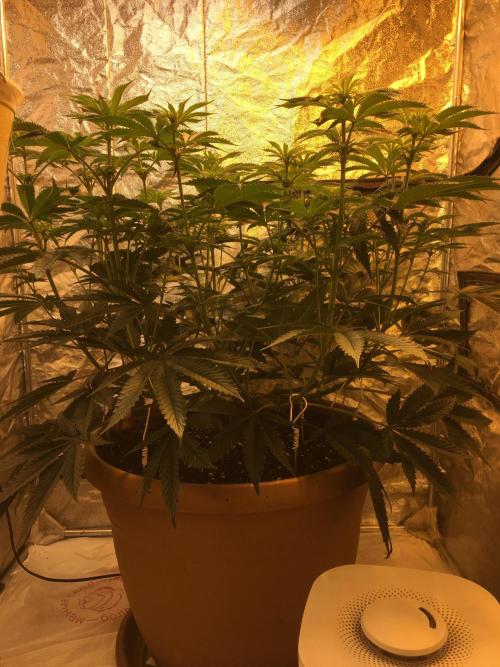 The Tropical Ice Cream One  F026. Week 9