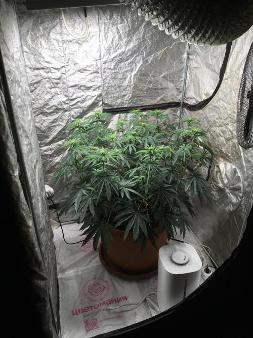 The Tropical Ice Cream One  F026. Week 9