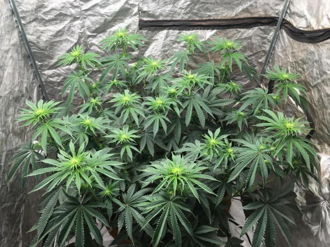 The Tropical Ice Cream One  F026. Week 9