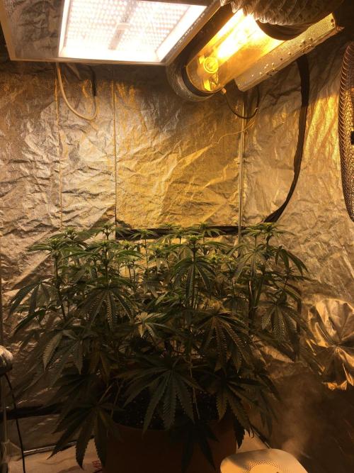 The Tropical Ice Cream One  F026. Week 9