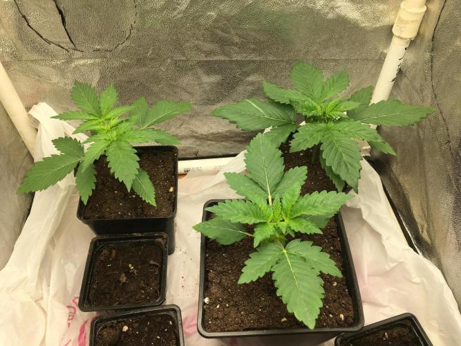 A 005 Sweet Candy Mintz Auto. Week 3