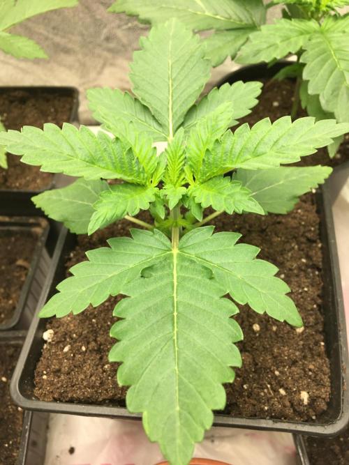 A 005 Sweet Candy Mintz Auto. Week 3