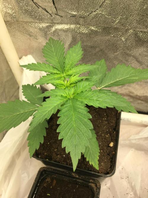 A 005 Sweet Candy Mintz Auto. Week 3