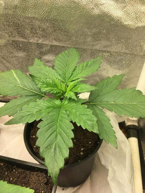 A 005 Sweet Candy Mintz Auto. Week 3