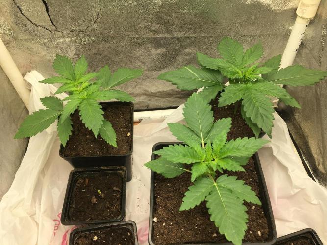 A 005 Sweet Candy Mintz Auto. Week 3