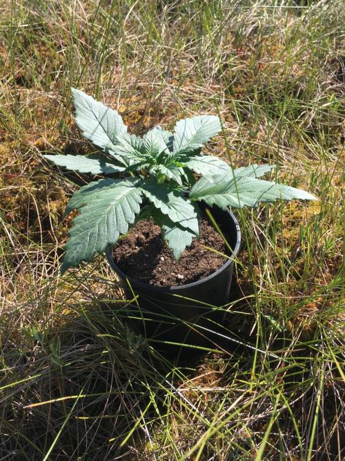 A 005 Sweet Candy Mintz Auto. Week 3