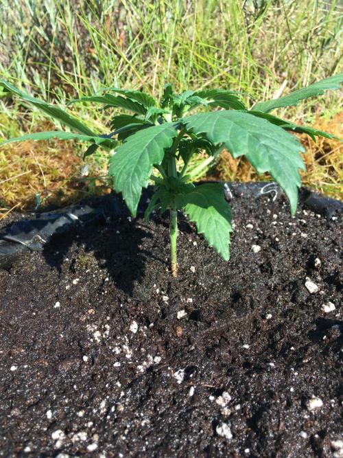 A 005 Sweet Candy Mintz Auto. Week 3