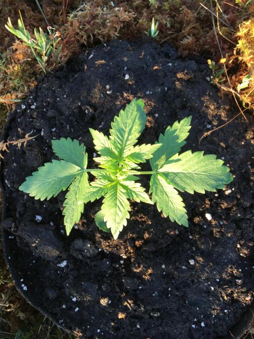 A 005 Sweet Candy Mintz Auto. Week 3