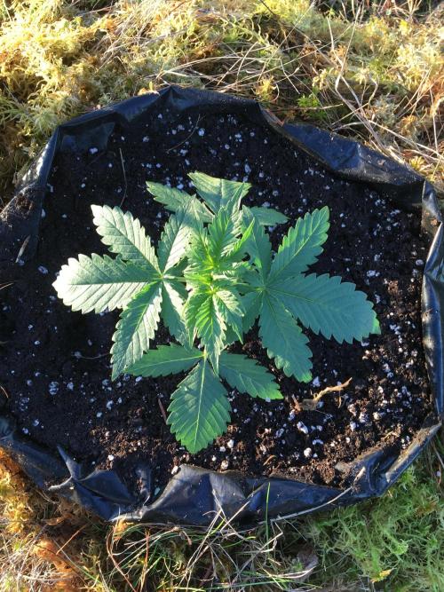 A 005 Sweet Candy Mintz Auto. Week 3