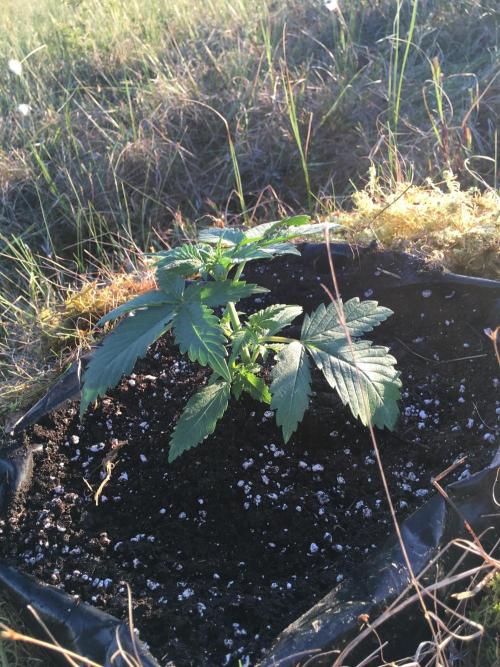 A 005 Sweet Candy Mintz Auto. Week 3