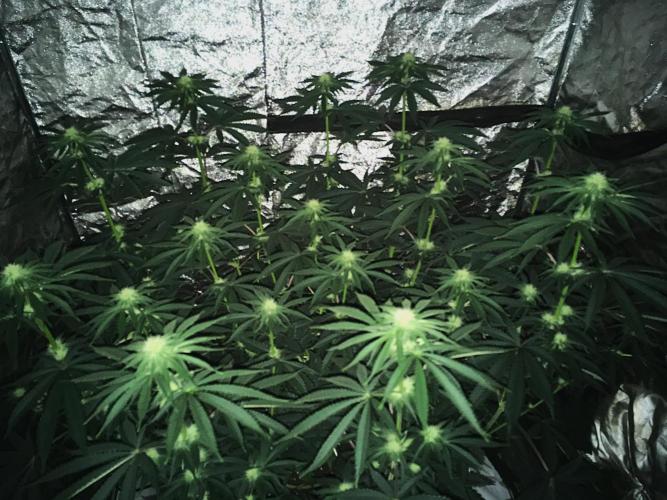 The Tropical Ice Cream One  F026. Week 10