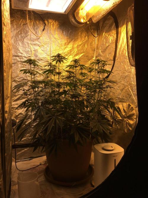 The Tropical Ice Cream One  F026. Week 10