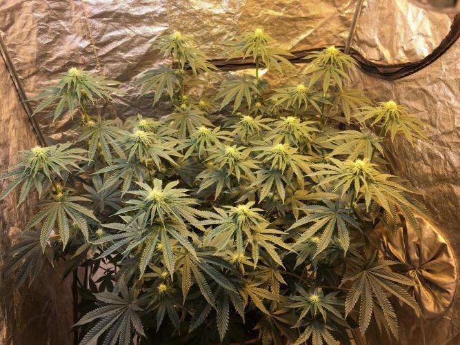 The Tropical Ice Cream One  F026. Week 10