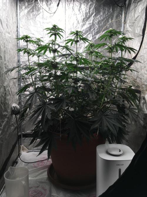 The Tropical Ice Cream One  F026. Week 10