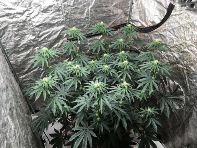 The Tropical Ice Cream One  F026. Week 10 - #1