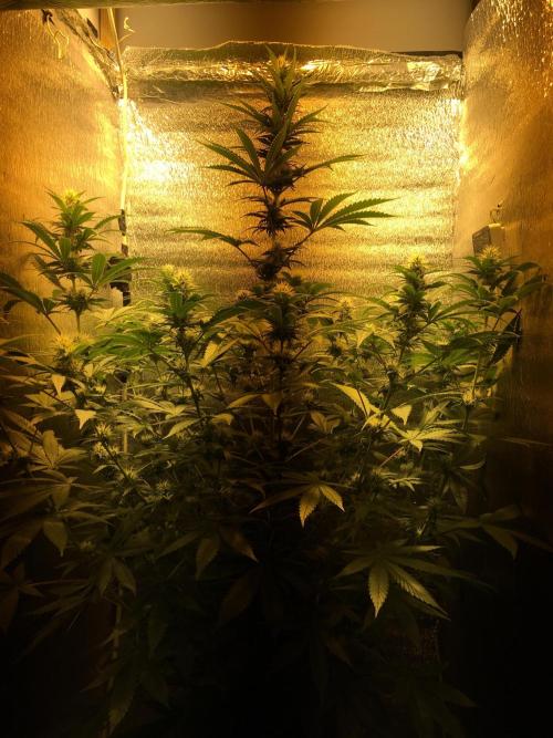 The Tropical Ice Cream One  F026. Week 10 - #2