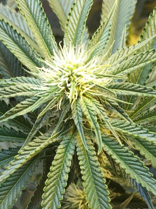 The Tropical Ice Cream One  F026. Week 10