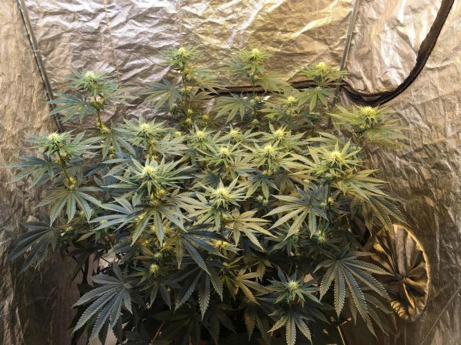 The Tropical Ice Cream One  F026. Week 10