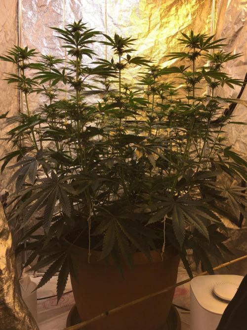 The Tropical Ice Cream One  F026. Week 10