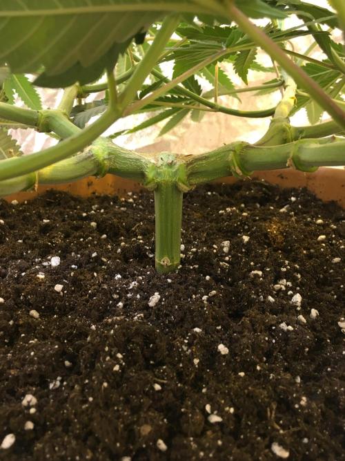 The Tropical Ice Cream One  F026. Week 10