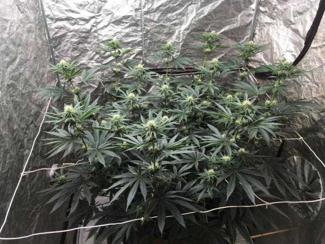 The Tropical Ice Cream One  F026. Week 10