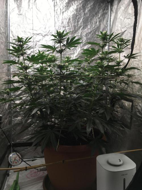 The Tropical Ice Cream One  F026. Week 10