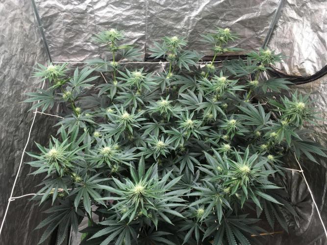 The Tropical Ice Cream One  F026. Week 10