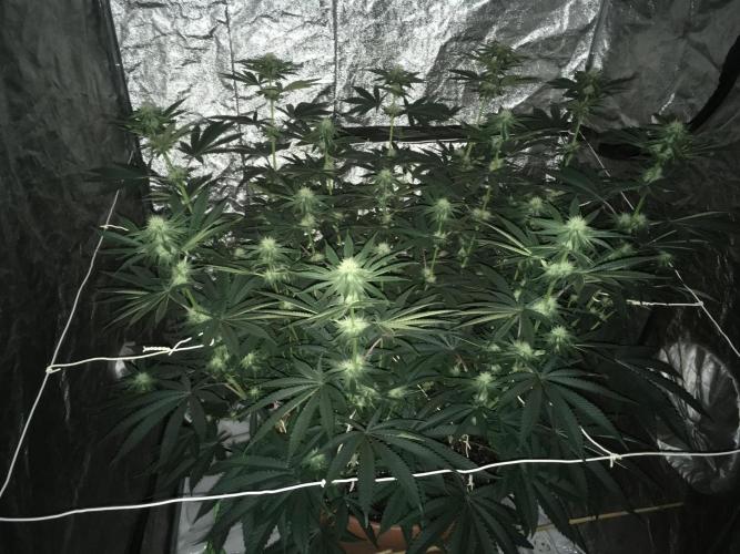 TS1000 Full Spectrum LED. Week 10