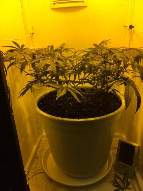 The Gassy One F027. Week 10