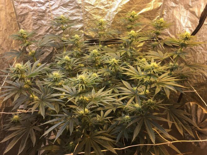 The Tropical Ice Cream One  F026. Week 10