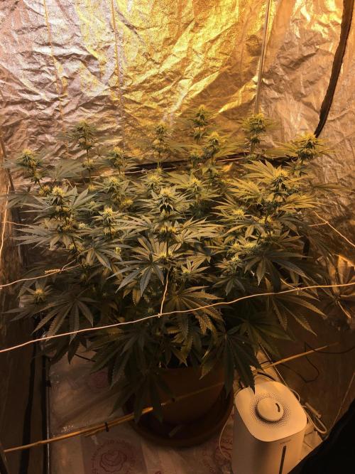 The Tropical Ice Cream One  F026. Week 11