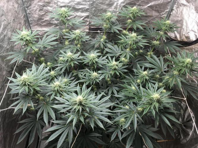 The Tropical Ice Cream One  F026. Week 11