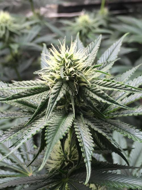 The Tropical Ice Cream One  F026. Week 11