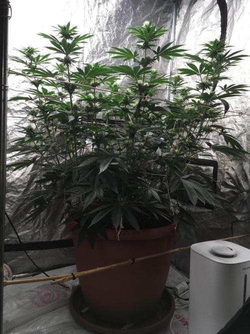 The Tropical Ice Cream One  F026. Week 11