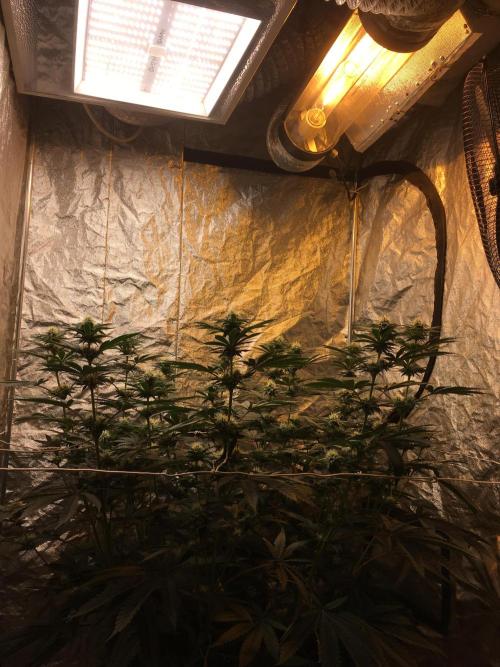 The Tropical Ice Cream One  F026. Week 11 - #1