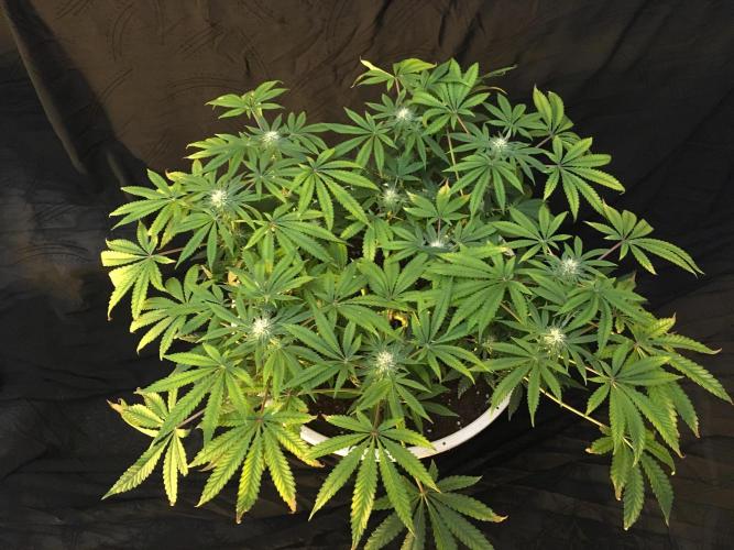 The Gassy One . Week 11
