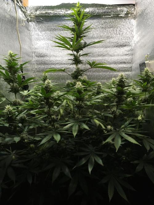 TS1000 Full Spectrum LED. Week 11