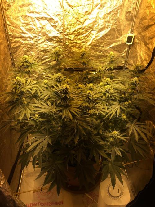 The Tropical Ice Cream One  F026. Week 11