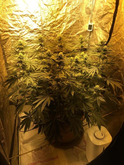 The Tropical Ice Cream One  F026. Week 11