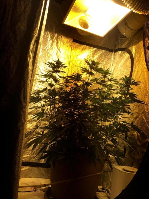 The Tropical Ice Cream One  F026. Week 11