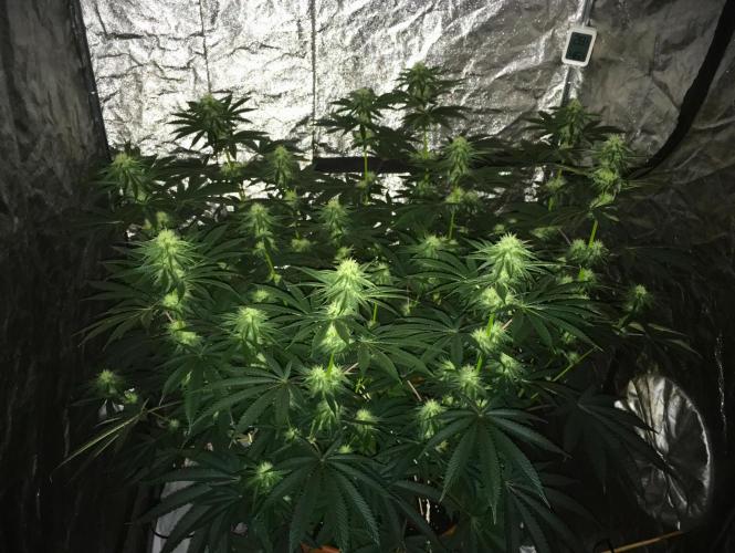 The Tropical Ice Cream One  F026. Week 11