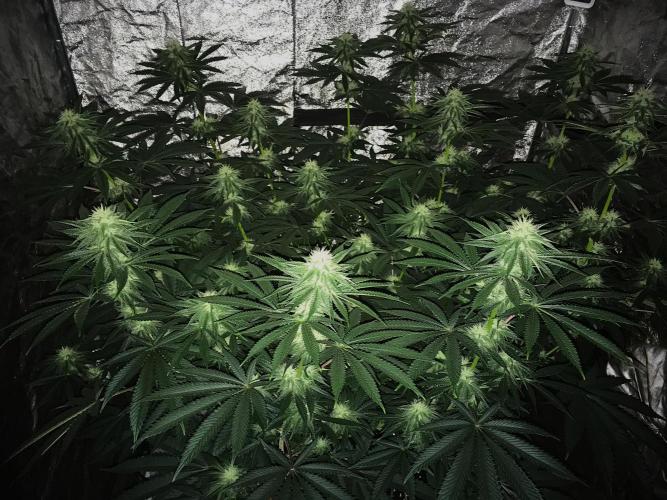 The Tropical Ice Cream One  F026. Week 11